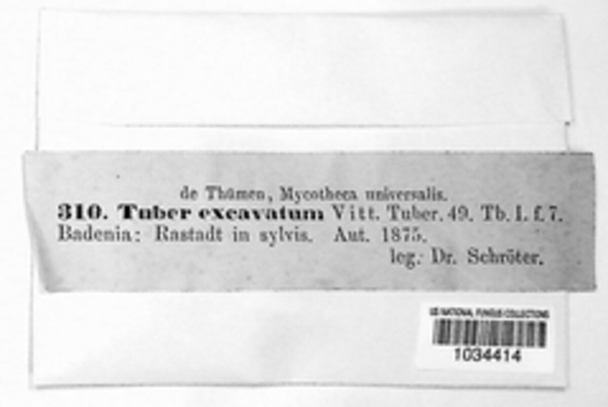 Tuber excavatum image